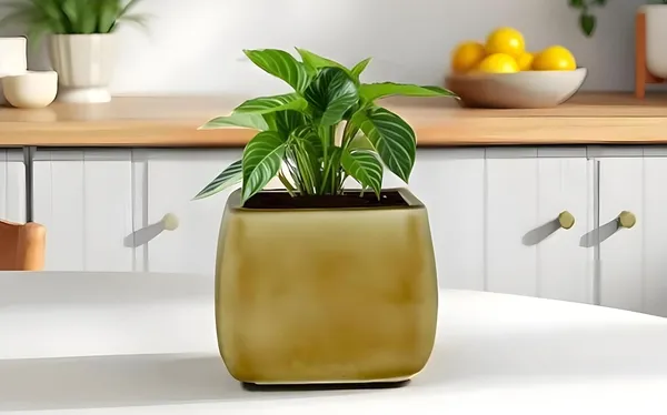 Nebi_Brown__Ceramic_Pots_For_Indoor_Plants,_Planters,Gamla,Outdoor,Balcony,Home,Round,Garden,_Office_Decor,Succulent(L_-_9.5_X_W_-_9.5_X_H_-_8_Cm)