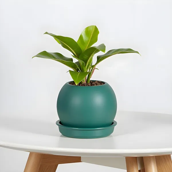 Peblo_Small_Deep_Jungle_With_Plate_R3_Deep_Jungle_Ceramic_Pots_For_Indoor_Plants,Planters,Flower,Gamla,Outdoor,Balcony,Home,Garden(Pot-H-7_X_D-9_Cm,Plate-H-1.5Xd-9.5Cm)