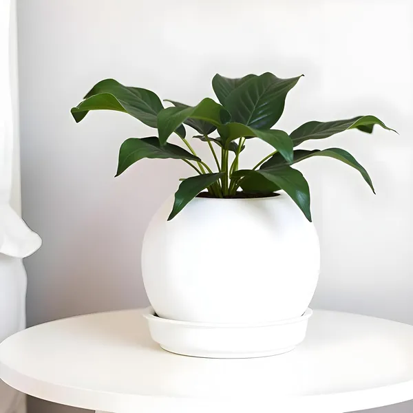 Peblo_Small_White_With_Plate_R3_White_Ceramic_Pots_For_Indoor_Plants,Planters,Flower,Gamla,Outdoor,Balcony,Home,Garden,Decor(Pot-H-7_X_D-9_Cm,Plate-H-1.5Xd-9.5Cm)