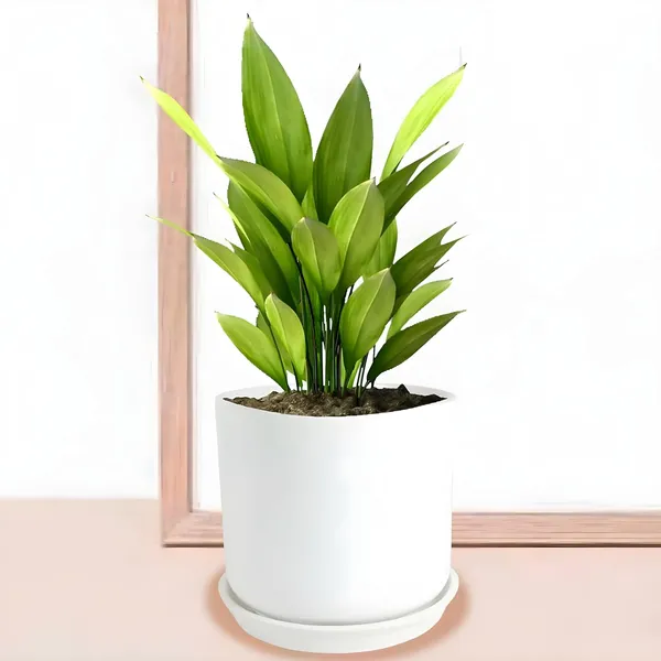 Orin_5D_White_With_Plate_R4_White_Ceramic_Pots_For_Indoor_Plants,Planters,Flower,Gamla,Outdoor,Balcony,Home,Garden,Decor(Pot-H-11.5_X_D-12.5_Cm,Plate-H-2Xd-13Cm)