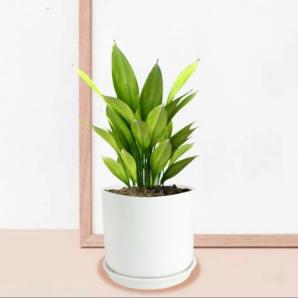 Orin_5D_White_With_Plate_R4_White_Ceramic_Pots_For_Indoor_Plants,Planters,Flower,Gamla,Outdoor,Balcony,Home,Garden,Decor(Pot-H-11.5_X_D-12.5_Cm,Plate-H-2Xd-13Cm)