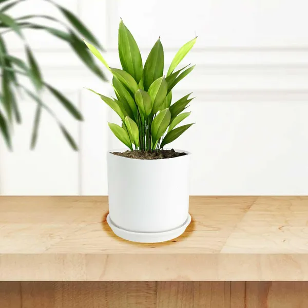 Orin_5D_White_With_Plate_R4_White_Ceramic_Pots_For_Indoor_Plants,Planters,Flower,Gamla,Outdoor,Balcony,Home,Garden,Decor(Pot-H-11.5_X_D-12.5_Cm,Plate-H-2Xd-13Cm)