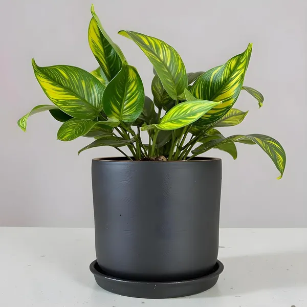 Orin_5D_Black_Gold_With_Plate_R4_Black_Ceramic_Pots_For_Indoor_Plants,Planters,Flower,Gamla,Outdoor,Balcony,Home,Garden,Decor(Pot-H-11.5_X_D-12.5_Cm,Plate-H-2Xd-13Cm)