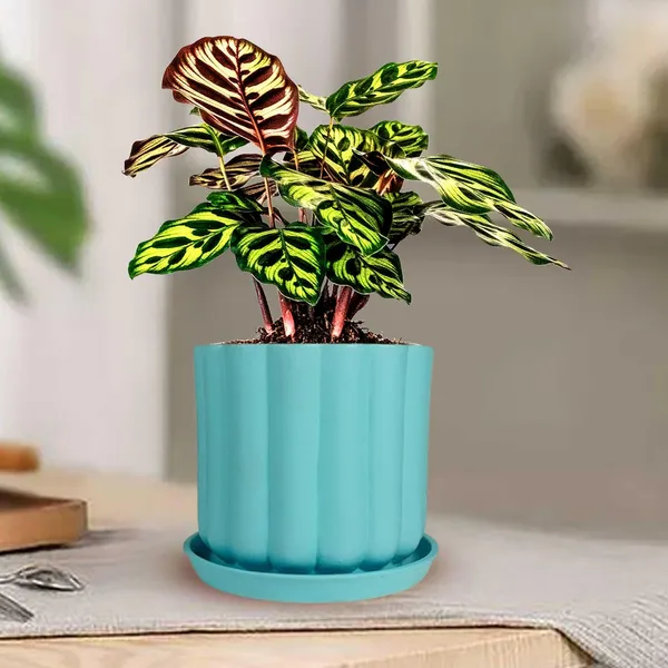 Flona_Aqua_With_Plate_R4_Aqua_Ceramic_Pots_For_Indoor_Plants,Planters,Flower,Gamla,Outdoor,Balcony,Home,Garden,Decor(Pot-H-11.5_X_D-12_Cm,Plate-H-2Xd-13Cm)
