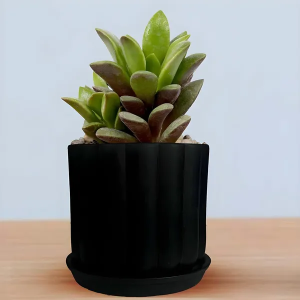 Flona_Black_With_Plate_R4_Black_Ceramic_Pots_For_Indoor_Plants,Planters,Flower,Gamla,Outdoor,Balcony,Home,Garden,Decor(Pot-H-11.5_X_D-12_Cm,Plate-H-2Xd-13Cm)
