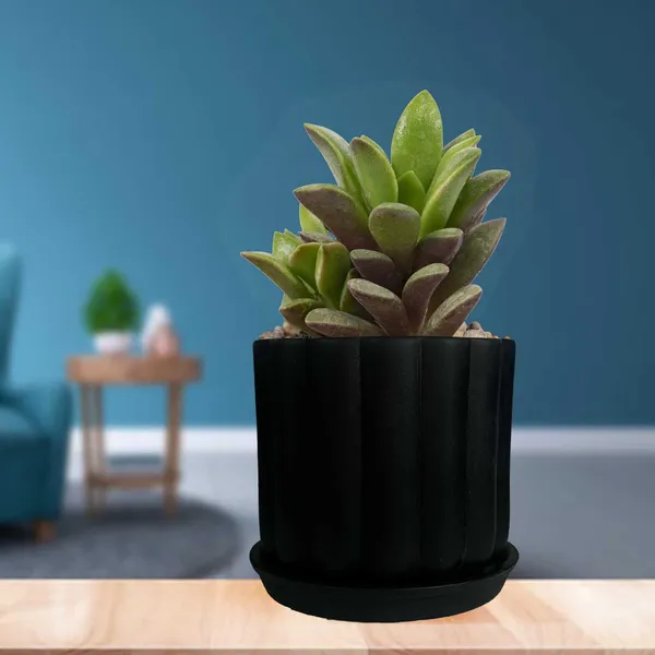 Flona_Black_With_Plate_R4_Black_Ceramic_Pots_For_Indoor_Plants,Planters,Flower,Gamla,Outdoor,Balcony,Home,Garden,Decor(Pot-H-11.5_X_D-12_Cm,Plate-H-2Xd-13Cm)