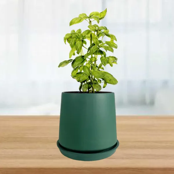 Clara_Deep_Jungle_With_Plate_R4_Deep_Jungle_Ceramic_Pots_For_Indoor_Plants,Planters,Flower,Gamla,Outdoor,Balcony,Home,Garden,Decor(Pot-H-12.5_X_D-13_Cm,Plate-H-2Xd-13Cm)