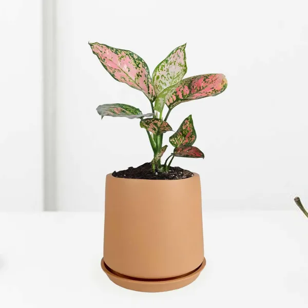 Clara_Ginger_With_Plate_R4_Ginger_Ceramic_Pots_For_Indoor_Plants,Planters,Flower,Gamla,Outdoor,Balcony,Home,Garden,Decor(Pot-H-12.5_X_D-13_Cm,Plate-H-2Xd-13Cm)