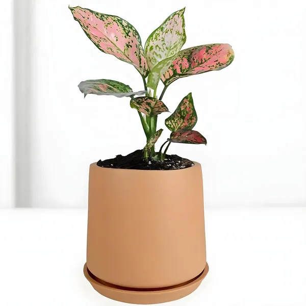 Clara_Ginger_With_Plate_R4_Ginger_Ceramic_Pots_For_Indoor_Plants,Planters,Flower,Gamla,Outdoor,Balcony,Home,Garden,Decor(Pot-H-12.5_X_D-13_Cm,Plate-H-2Xd-13Cm)