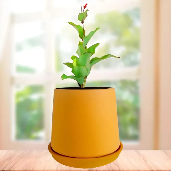 Clara_Lily_With_Plate_R4_Lily_Ceramic_Pots_For_Indoor_Plants,Planters,Flower,Gamla,Outdoor,Balcony,Home,Garden,Decor(Pot-H-12.5_X_D-13_Cm,Plate-H-2Xd-13Cm)