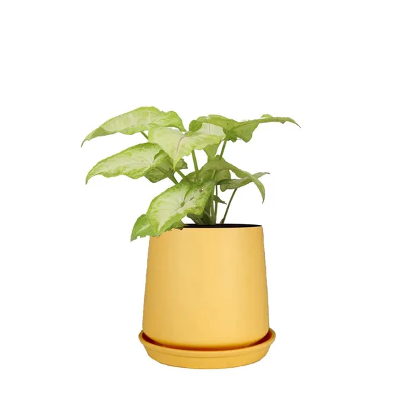 Clara_Saffron_With_Plate_R4_Saffron_Ceramic_Pots_For_Indoor_Plants,Planters,Flower,Gamla,Outdoor,Balcony,Home,Garden,Decor(Pot-H-12.5_X_D-13_Cm,Plate-H-2Xd-13Cm)