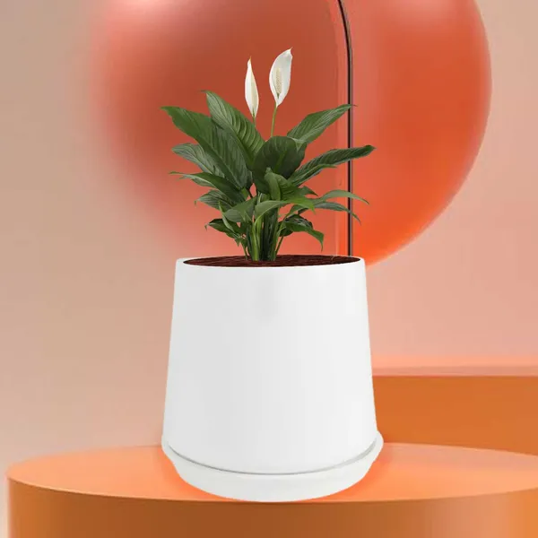 Clara_White_With_Plate_R4_White_Ceramic_Pots_For_Indoor_Plants,Planters,Flower,Gamla,Outdoor,Balcony,Home,Garden,Decor(Pot-H-12.5_X_D-13_Cm,Plate-H-2Xd-13Cm)