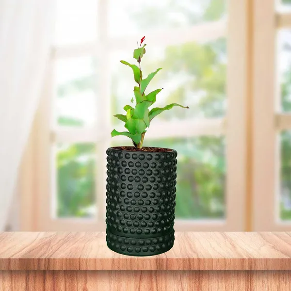 Bubble_Big_Black_With_Tray_Bubble_Big_Black_Ceramic_Pots_For_Indoor_Plants,Planters,Flower,Gamla,Outdoor,Balcony,Home,Garden,Decor(Pot-H-15_X_D-13_Cm,Plate-H-3Xd-13Cm)