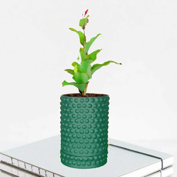 Bubble_Big_Deep_Jungle_With_Tray_Bubble_Big_Deep_Jungle_Ceramic_Pots_For_Indoor_Plants,Planters,Flower,Gamla,Outdoor,Balcony,Home(Pot-H-15_X_D-13_Cm,Plate-H-3Xd-13Cm)