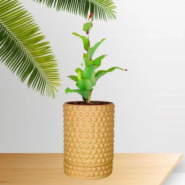 Bubble_Big_Ginger_With_Tray_Bubble_Big_Ginger_Ceramic_Pots_For_Indoor_Plants,Planters,Flower,Gamla,Outdoor,Balcony,Home,Garden,Decor(Pot-H-15_X_D-13_Cm,Plate-H-3Xd-13Cm)