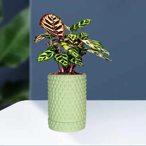 Bubble_Big_Mint_With_Tray_Bubble_Big_Mint_Ceramic_Pots_For_Indoor_Plants,Planters,Flower,Gamla,Outdoor,Balcony,Home,Garden,Decor(Pot-H-15_X_D-13_Cm,Plate-H-3Xd-13Cm)