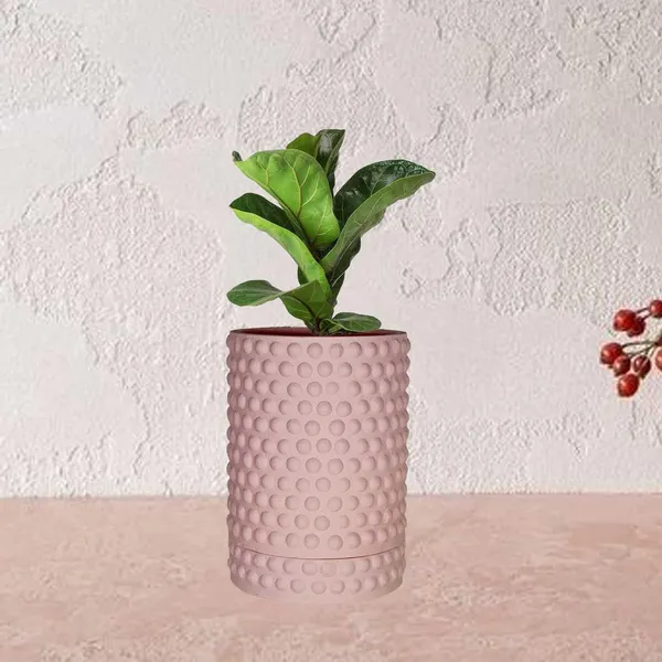 Bubble_Big_Pink_With_Tray_Bubble_Big_Pink_Ceramic_Pots_For_Indoor_Plants,Planters,Flower,Gamla,Outdoor,Balcony,Home,Garden,Decor(Pot-H-15_X_D-13_Cm,Plate-H-3Xd-13Cm)