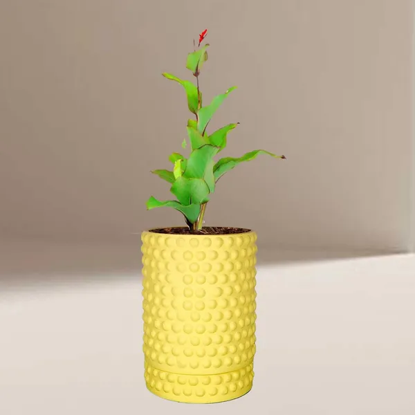 Bubble_Big_Saffron_With_Tray_Bubble_Big_Saffron_Ceramic_Pots_For_Indoor_Plants,Planters,Flower,Gamla,Outdoor,Balcony,Home,Garden,Decor(Pot-H-15_X_D-13_Cm,Plate-H-3Xd-13Cm)