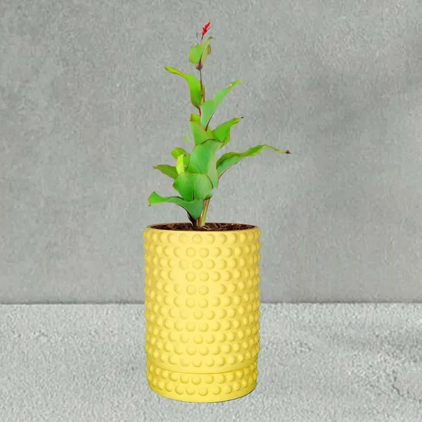 Bubble_Big_Saffron_With_Tray_Bubble_Big_Saffron_Ceramic_Pots_For_Indoor_Plants,Planters,Flower,Gamla,Outdoor,Balcony,Home,Garden,Decor(Pot-H-15_X_D-13_Cm,Plate-H-3Xd-13Cm)