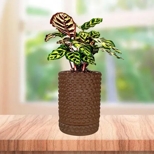Bubble_Big_Truffle_With_Tray_Bubble_Big_Truffle_Ceramic_Pots_For_Indoor_Plants,Planters,Flower,Gamla,Outdoor,Balcony,Home,Garden,Decor(Pot-H-15_X_D-13_Cm,Plate-H-3Xd-13Cm)