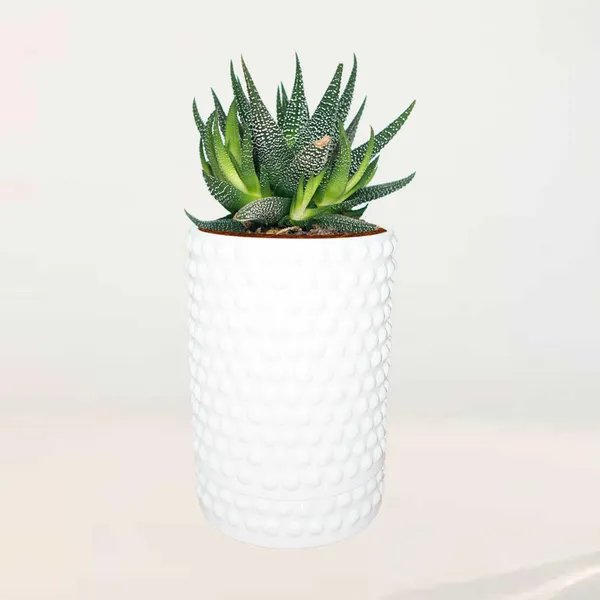 Bubble_Big_White_With_Tray_Bubble_Big_White_Ceramic_Pots_For_Indoor_Plants,Planters,Flower,Gamla,Outdoor,Balcony,Home,Garden,Decor(Pot-H-15_X_D-13_Cm,Plate-H-3Xd-13Cm)