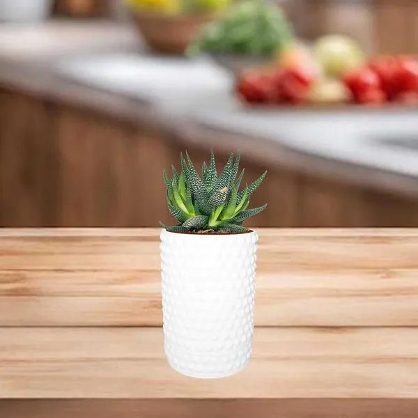 Bubble_Big_White_With_Tray_Bubble_Big_White_Ceramic_Pots_For_Indoor_Plants,Planters,Flower,Gamla,Outdoor,Balcony,Home,Garden,Decor(Pot-H-15_X_D-13_Cm,Plate-H-3Xd-13Cm)