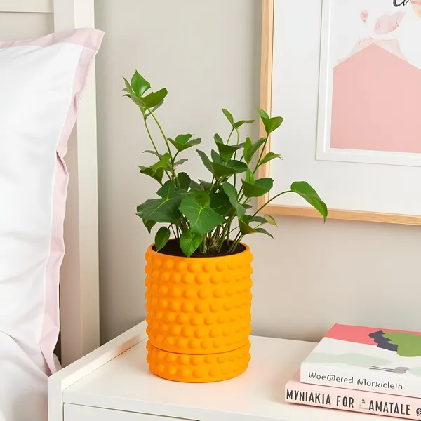 Bubble_Small_Lily_With_Tray_Bubble_Small_Lily_Ceramic_Pots_For_Indoor_Plants,Planters,Flower,Gamla,Outdoor,Balcony(Pot-H-10.5_X_D-10.5_Cm,Plate-H-3Xd-10.5Cm)