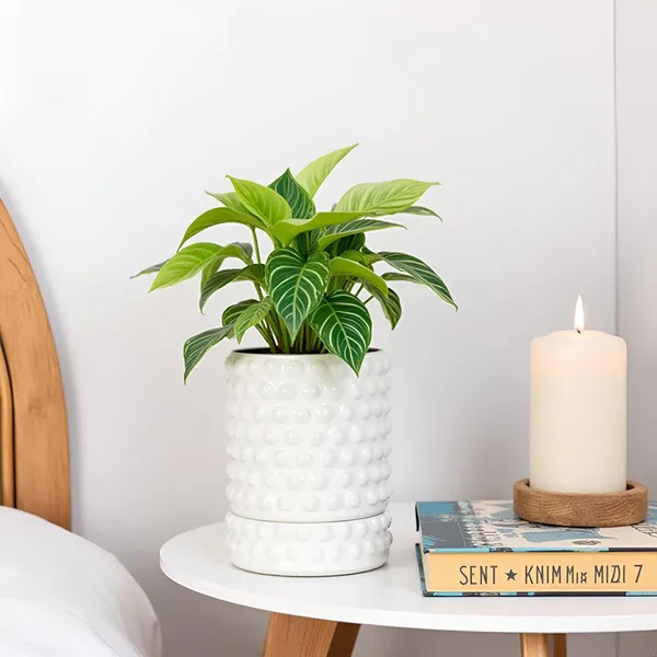 Bubble_Small_White_With_Tray_Bubble_Small_White_Ceramic_Pots_For_Indoor_Plants,Planters,Flower,Gamla,Outdoor,Balcony(Pot-H-10.5_X_D-10.5_Cm,Plate-H-3Xd-10.5Cm)