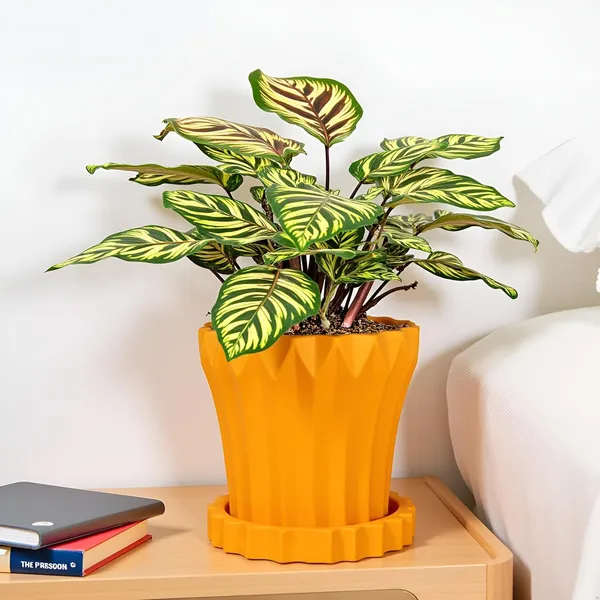 Flory_Lily_With_Tray_Celty_Lily_Ceramic_Pots_For_Indoor_Plants,Planters,Flower,Gamla,Outdoor,Balcony,Home,Garden,Decor(Pot-H-14_X_D-15_Cm,Plate-H-2.5Xd-14.5Cm)