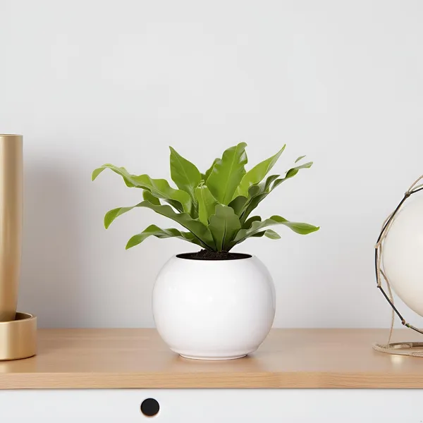 Peblo_Small_White_Ht_Ceramic_Pots_For_Indoor_Plants,_Planters,Gamla,Outdoor,Balcony,Home,Round,Garden,_Office_Decor,Succulent(H_-_7_X_D_-_9_Cm)