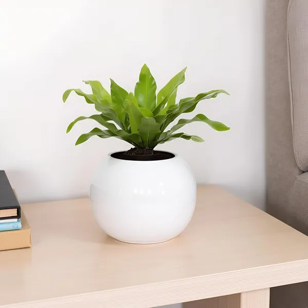Peblo_Small_White_Ht_Ceramic_Pots_For_Indoor_Plants,_Planters,Gamla,Outdoor,Balcony,Home,Round,Garden,_Office_Decor,Succulent(H_-_7_X_D_-_9_Cm)
