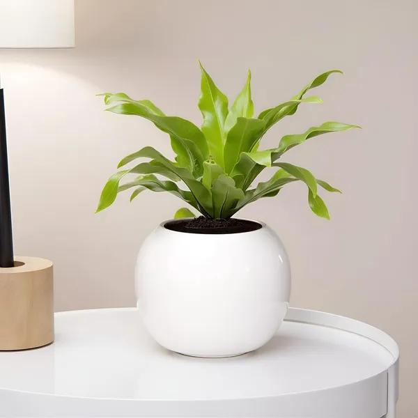 Peblo_Small_White_Ht_Ceramic_Pots_For_Indoor_Plants,_Planters,Gamla,Outdoor,Balcony,Home,Round,Garden,_Office_Decor,Succulent(H_-_7_X_D_-_9_Cm)