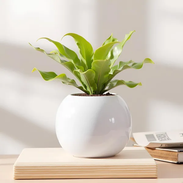 Peblo_Big_White_Ht_Ceramic_Pots_For_Indoor_Plants,_Planters,Gamla,Outdoor,Balcony,Home,Round,Garden,_Office_Decor,Succulent(H_-_8.5_X_D_-_11_Cm)