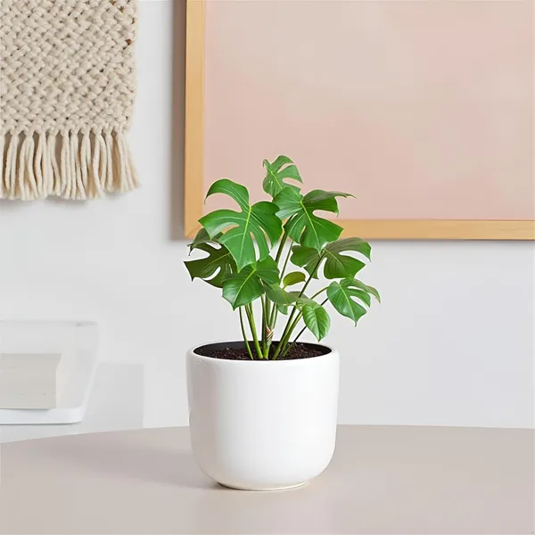 Orin_4.5D_White_Ht_Ceramic_Pots_For_Indoor_Plants,_Planters,Gamla,Outdoor,Balcony,Home,Round,Garden,_Office_Decor,Succulent(H_-_10_X_D_-_11_Cm)