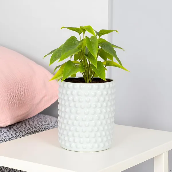 Bubble_Big_White_Ht_Ceramic_Pots_For_Indoor_Plants,_Planters,Gamla,Outdoor,Balcony,Home,Round,Garden,_Office_Decor,Succulent(H_-_15_X_D_-_13_Cm)