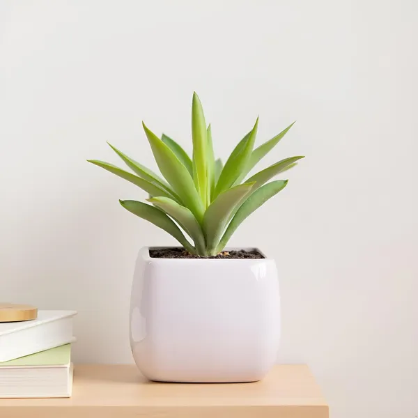 Nebi_White_Ht_Ceramic_Pots_For_Indoor_Plants,_Planters,Gamla,Outdoor,Balcony,Home,Round,Garden,_Office_Decor,Succulent(L_-_9.5_X_W_-_9.5_X_H_-_8_Cm)
