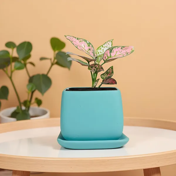 Nebi_Aqua_With_Plate_Aqua_Ceramic_Pots_For_Indoor_Plants,Planters,Flower,Gamla,Outdoor(Pot-D-9.5_X_H-8.5Cm,Plate-L-10_Xh-1.5_Cm)
