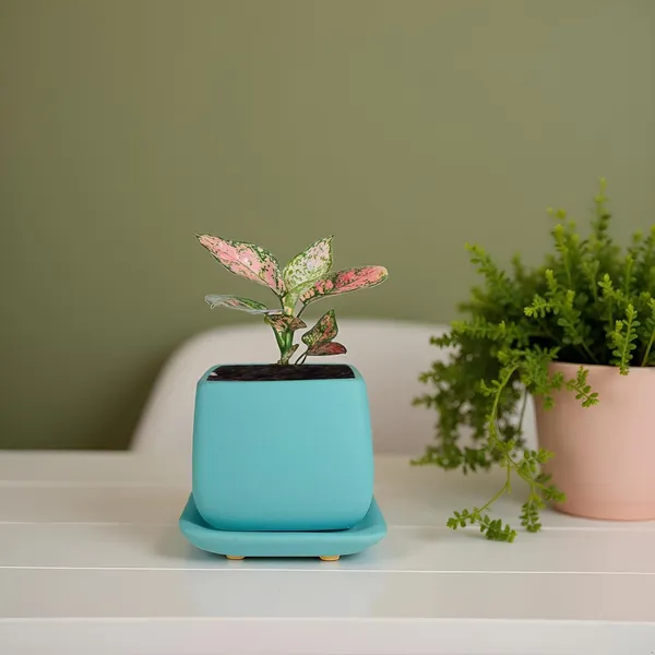 Nebi_Aqua_With_Plate_Aqua_Ceramic_Pots_For_Indoor_Plants,Planters,Flower,Gamla,Outdoor(Pot-D-9.5_X_H-8.5Cm,Plate-L-10_Xh-1.5_Cm)