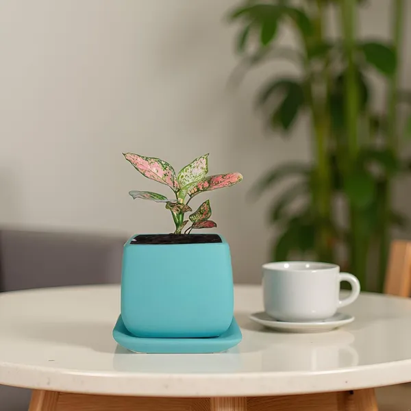 Nebi_Aqua_With_Plate_Aqua_Ceramic_Pots_For_Indoor_Plants,Planters,Flower,Gamla,Outdoor(Pot-D-9.5_X_H-8.5Cm,Plate-L-10_Xh-1.5_Cm)