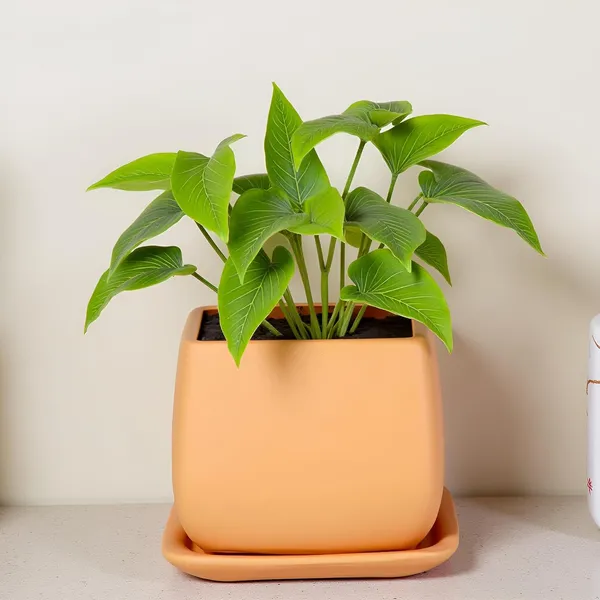 Nebi_Ginger_With_Plate_Ginger_Ceramic_Pots_For_Indoor_Plants,Planters,Flower,Gamla,Outdoor(Pot-D-9.5_X_H-8.5Cm,Plate-L-10_Xh-1.5_Cm)