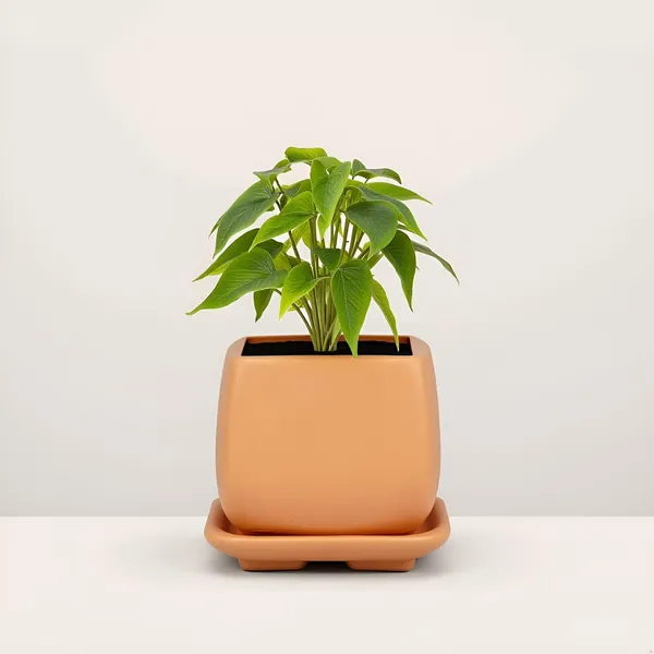 Nebi_Ginger_With_Plate_Ginger_Ceramic_Pots_For_Indoor_Plants,Planters,Flower,Gamla,Outdoor(Pot-D-9.5_X_H-8.5Cm,Plate-L-10_Xh-1.5_Cm)
