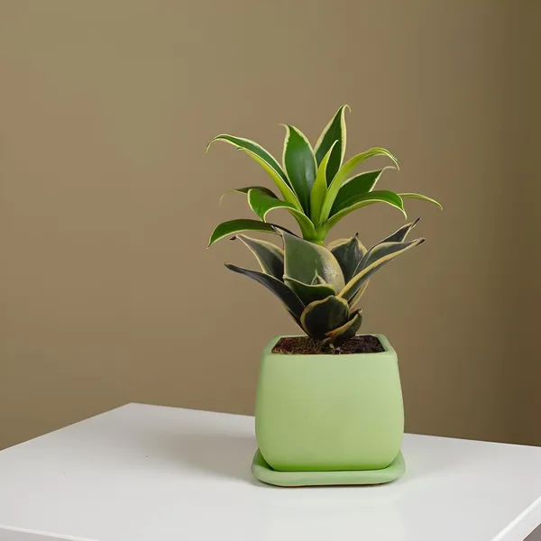 Nebi_Mint_With_Plate_Mint_Ceramic_Pots_For_Indoor_Plants,Planters,Flower,Gamla,Outdoor(Pot-D-9.5_X_H-8.5Cm,Plate-L-10_Xh-1.5_Cm)