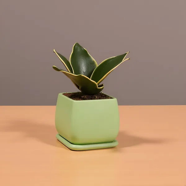 Nebi_Mint_With_Plate_Mint_Ceramic_Pots_For_Indoor_Plants,Planters,Flower,Gamla,Outdoor(Pot-D-9.5_X_H-8.5Cm,Plate-L-10_Xh-1.5_Cm)