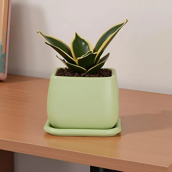 Nebi_Mint_With_Plate_Mint_Ceramic_Pots_For_Indoor_Plants,Planters,Flower,Gamla,Outdoor(Pot-D-9.5_X_H-8.5Cm,Plate-L-10_Xh-1.5_Cm)
