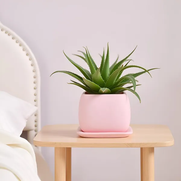 Nebi_Pink_With_Plate_Pink_Ceramic_Pots_For_Indoor_Plants,Planters,Flower,Gamla,Outdoor(Pot-D-9.5_X_H-8.5Cm,Plate-L-10_Xh-1.5_Cm)