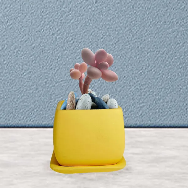 Nebi_Saffron_With_Plate_Saffron_Ceramic_Pots_For_Indoor_Plants,Planters,Flower,Gamla,Outdoor(Pot-D-9.5_X_H-8.5Cm,Plate-L-10_Xh-1.5_Cm)