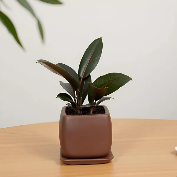 Nebi_Truffle_With_Plate_Truffle_Ceramic_Pots_For_Indoor_Plants,Planters,Flower,Gamla,Outdoor(Pot-D-9.5_X_H-8.5Cm,Plate-L-10_Xh-1.5_Cm)