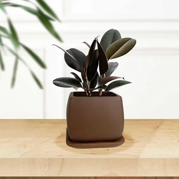 Nebi_Truffle_With_Plate_Truffle_Ceramic_Pots_For_Indoor_Plants,Planters,Flower,Gamla,Outdoor(Pot-D-9.5_X_H-8.5Cm,Plate-L-10_Xh-1.5_Cm)