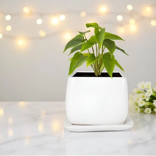 Nebi_White_With_Plate_White_Ceramic_Pots_For_Indoor_Plants,Planters,Flower,Gamla,Outdoor(Pot-D-9.5_X_H-8.5Cm,Plate-L-10_Xh-1.5_Cm)