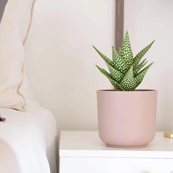 Orin_6D_Pink_Ceramic_Pots_For_Indoor_Plants,_Planters,Gamla,Outdoor,Balcony,Home,Round,Garden,_Office_Decor,Succulent(H_-_13.5_X_D_-_15.5_Cm)